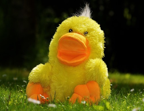 duck-783684_960_720